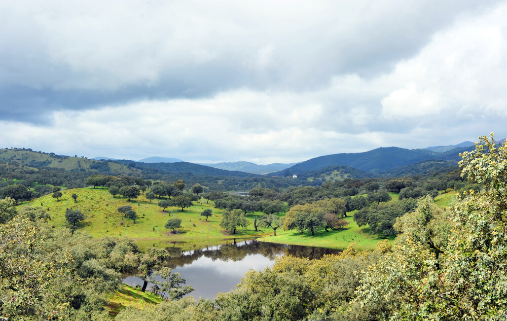 setas de temporada aracena