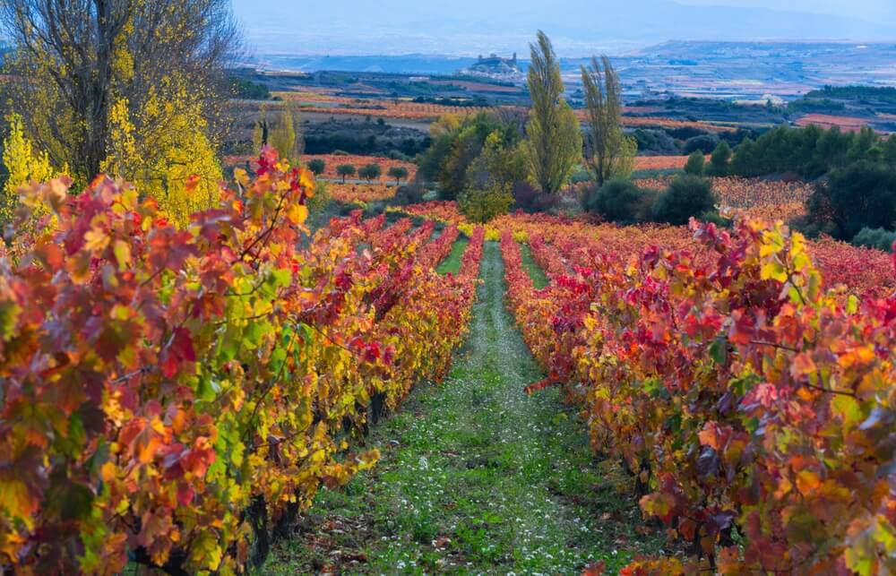Herbstliche Weinberge in der spanischen Weinregion von La Rioja