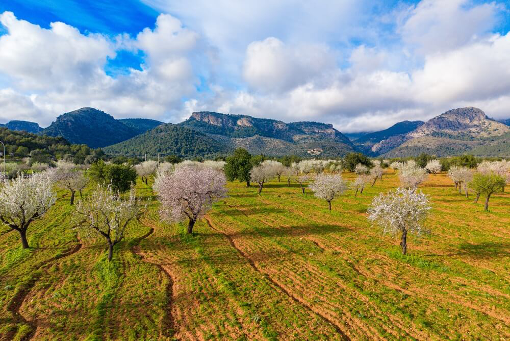 Blühende Mandelbäume in der Serra de Tramuntana