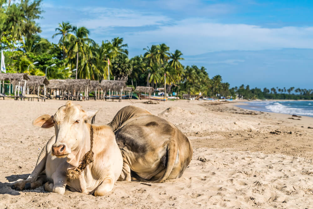 Kuh am Strand von Uppuveli in Sri Lanka.