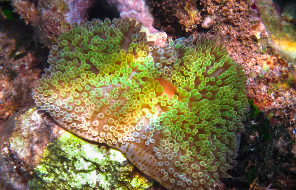 Tauchen in Mittelamerika: Anemonen bei Little Corn Island in Nicaragua.