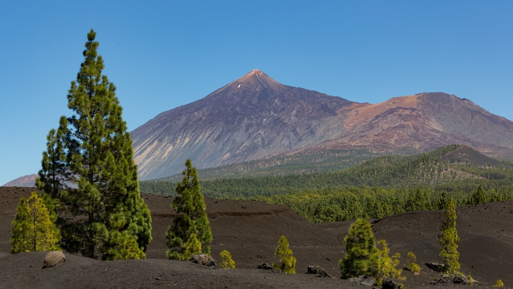 Teide National Park: Teide volcano and Pico Viejo surrounded by trees