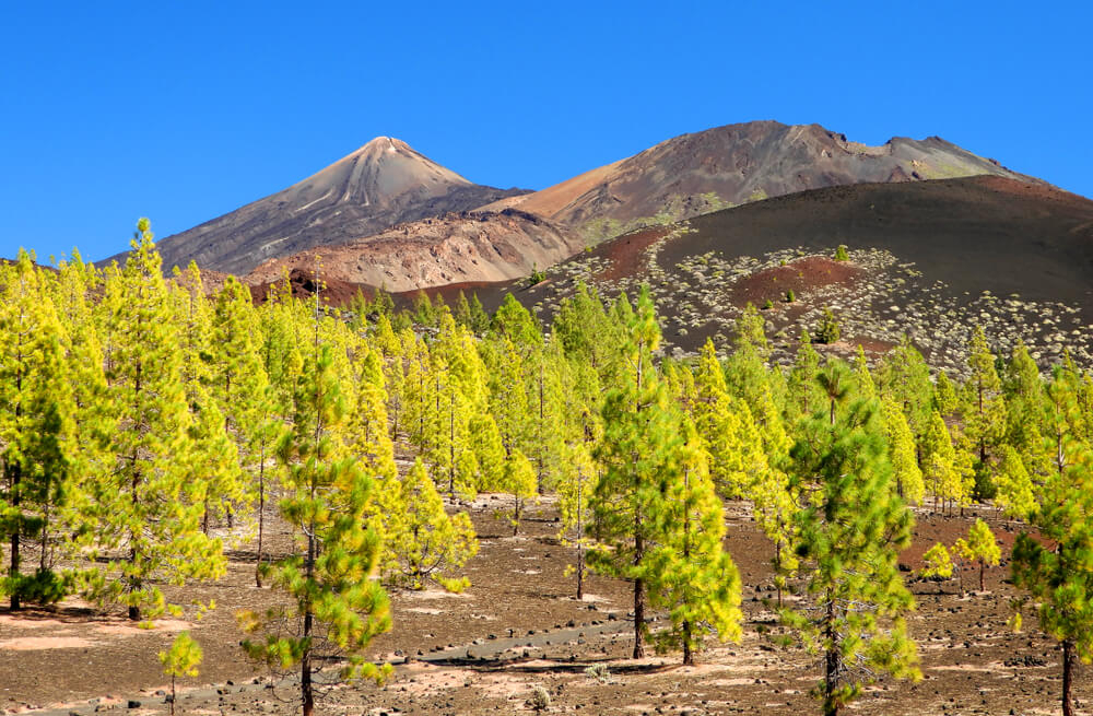 Grüne Bäume auf dunklem Lavasand in Teneriffa.
