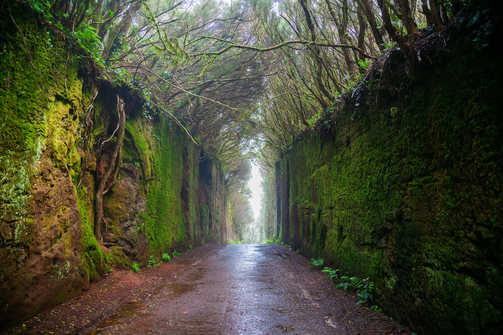 que ver y que hacer en tenerife norte