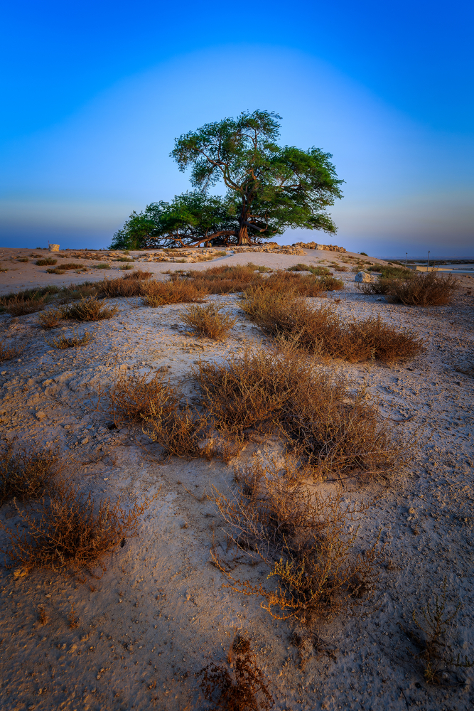 Tree of Life: A green, old tree full of life in a desert in Bahrain