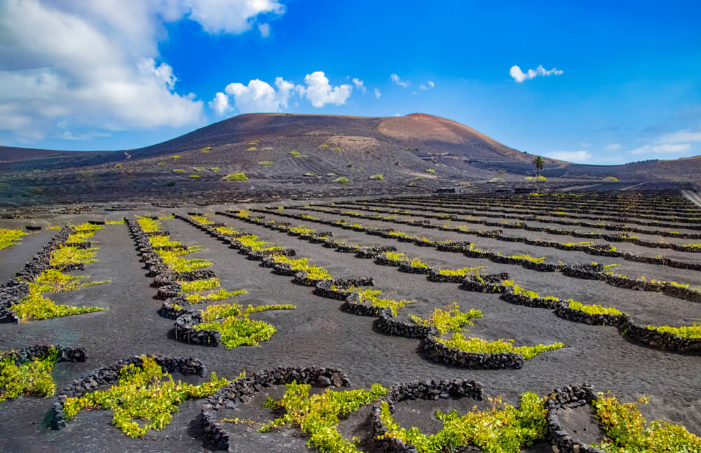 Fuerteventura Vineyards: A bird’s eye view of the volcanic vineyards in Fuerteventura