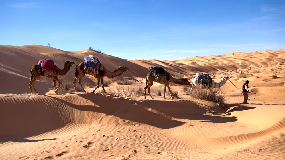Oasis: Camels riding across the desert dunes in Tunisia