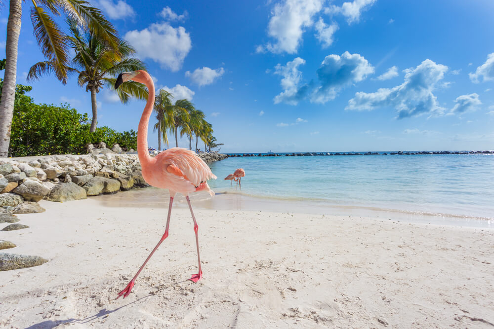 voyager à Aruba