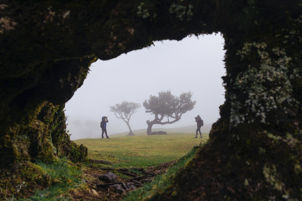 Alte knorrige Lorbeerbäume im Nebel bei Fanal, dem sogenannten Feenwald auf Madeira