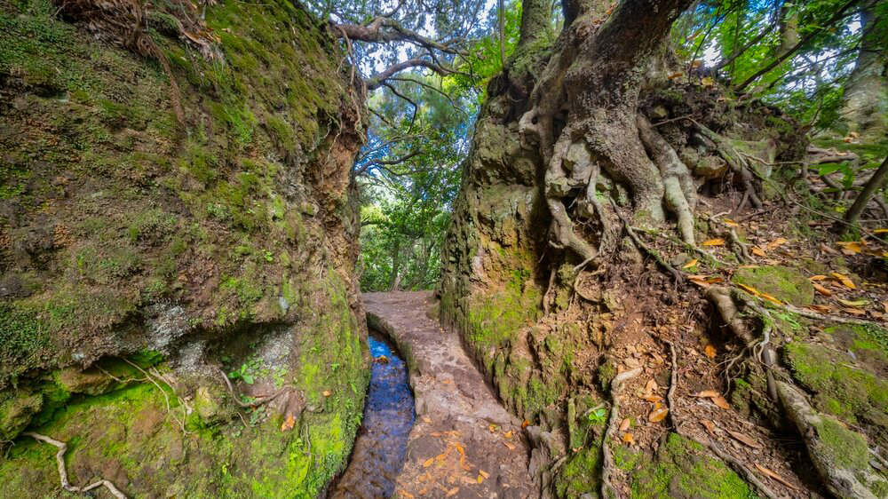 Enger Durchgang mit Baumwurzeln am Wanderweg Levada do Caldeirão Verde auf Madeira