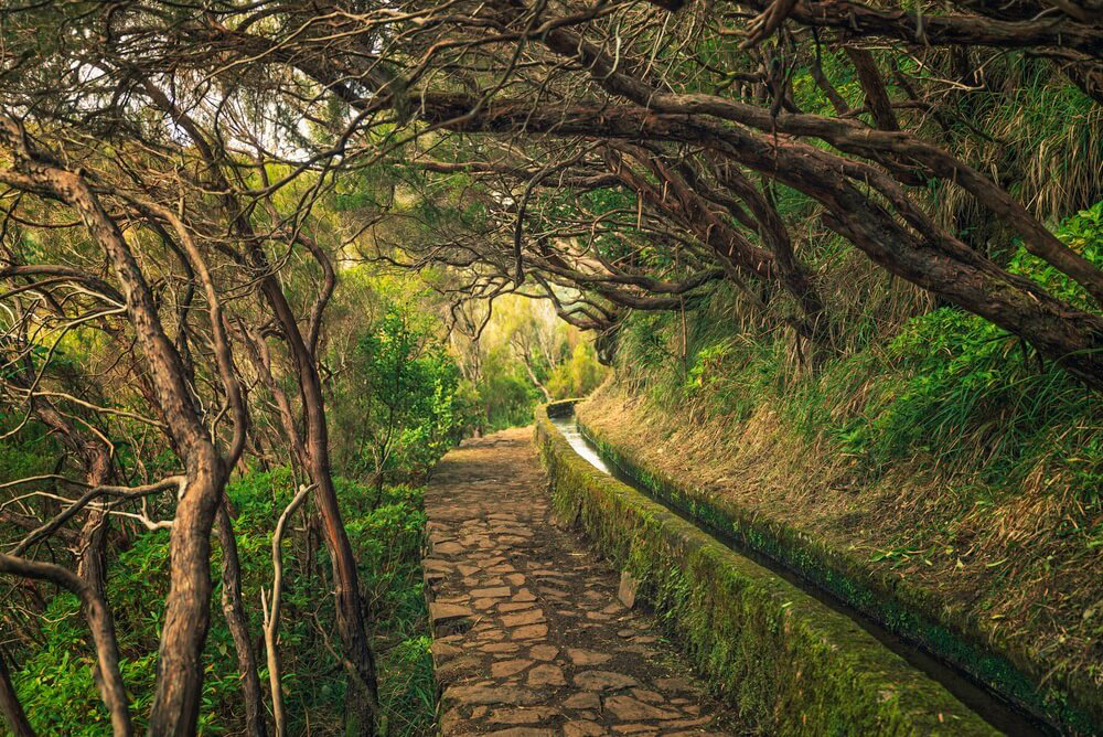 Eine Levada auf Madeira inmitten des Lorbeerwaldes