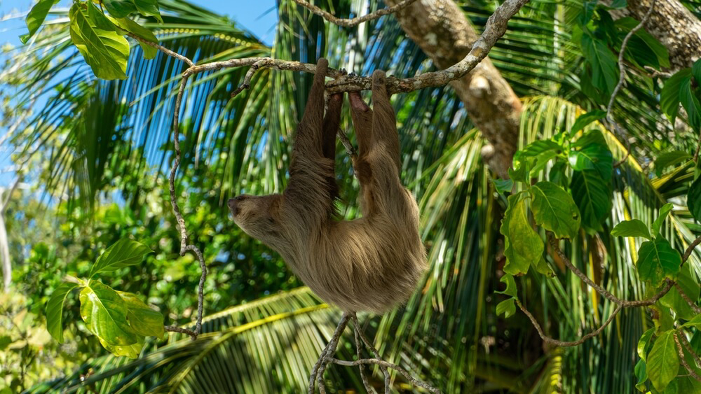 Weihnachten in Costa Rica: Faultier hängt an einem Ast zwischen Palmen und Laub im Nationalpark