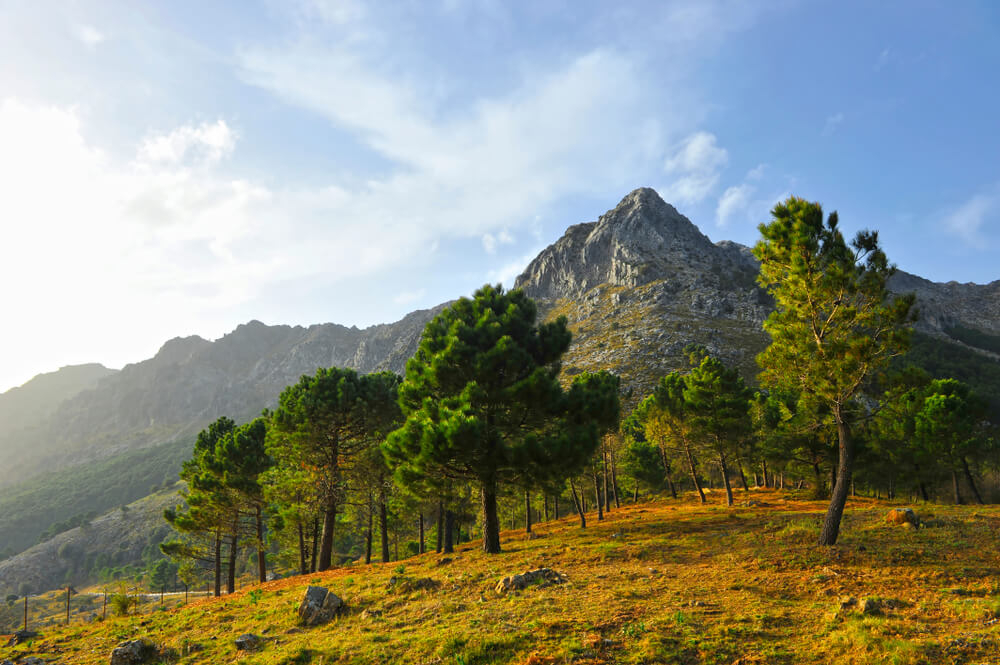 Andalusische Landschaft mit Bäumen und Bergen.