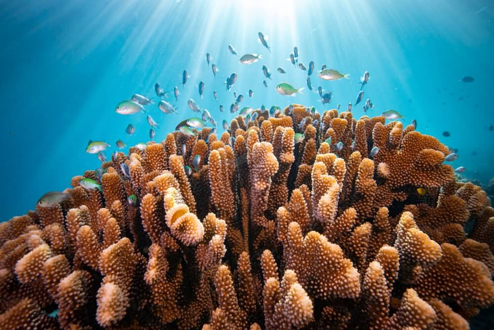 Welttag der Ozeane: bedrohte Korallen mit Fischen.