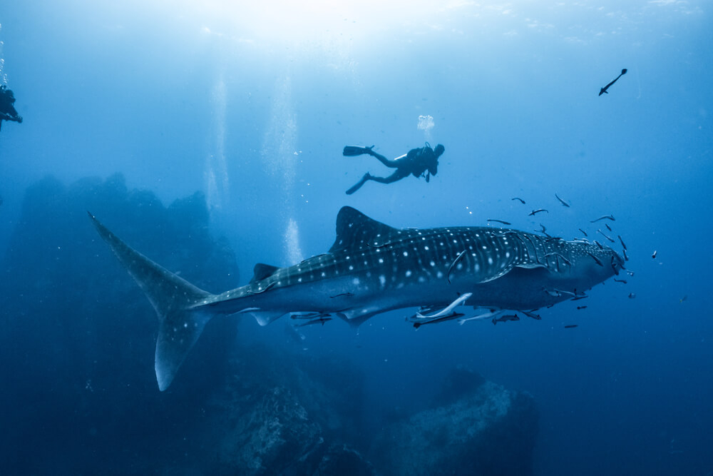Taucher schwimmen neben einem Walhai auf den Malediven.