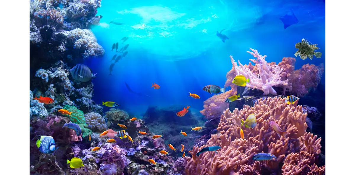  Maldives Ultimate Ocean Adventure — photo 3