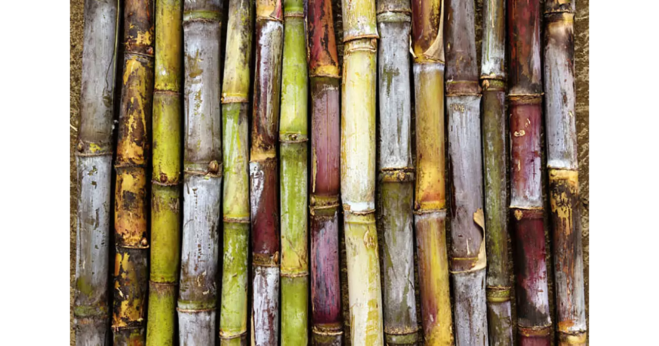 Das Zuckerrohr: Karibik entdecken beim Besuch einer Plantage