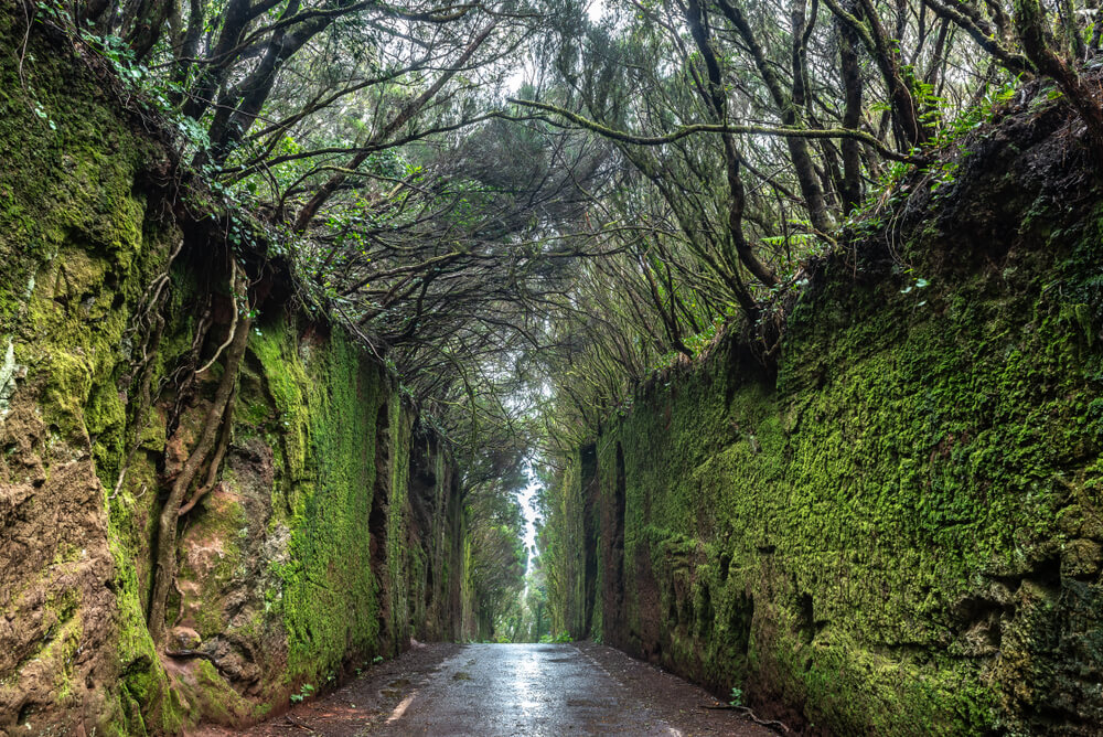 Parque Rural de Anaga