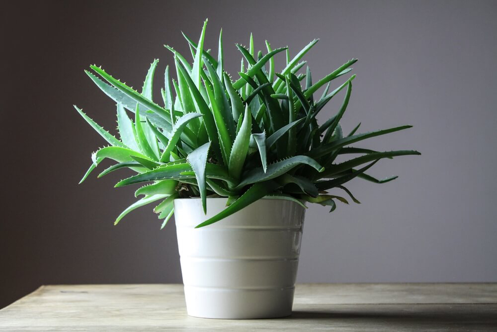 Ein weißer Blumentopf mit einer tiefgrünen Aloe Vera-Pflanze.
