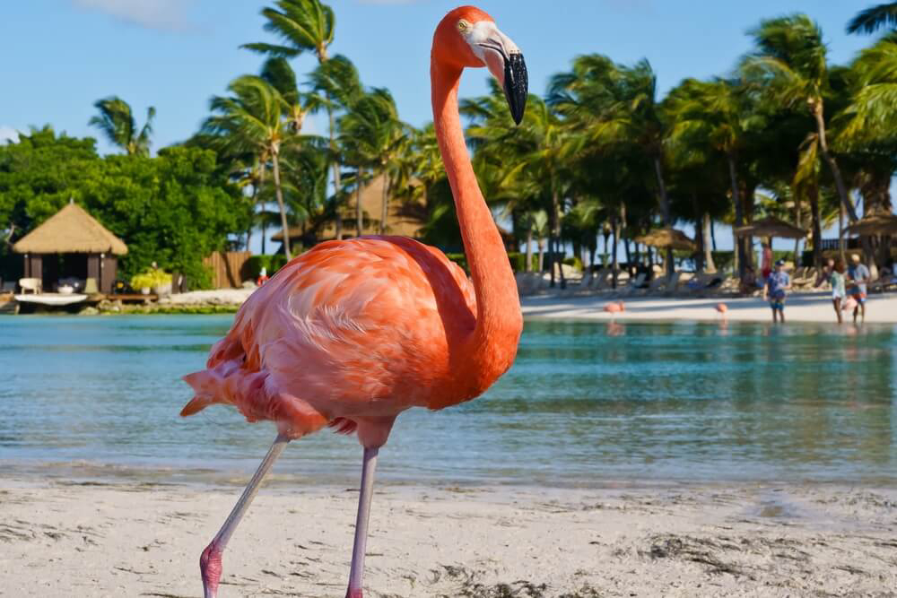 A flamingo stands on a sandy beach in Arikok National Park, with clear blue water in the background.