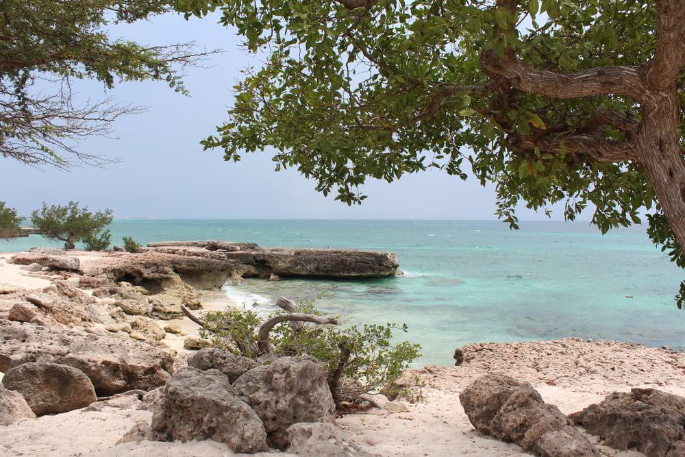 Bäume und Felsen am Malmok Beach auf Aruba.