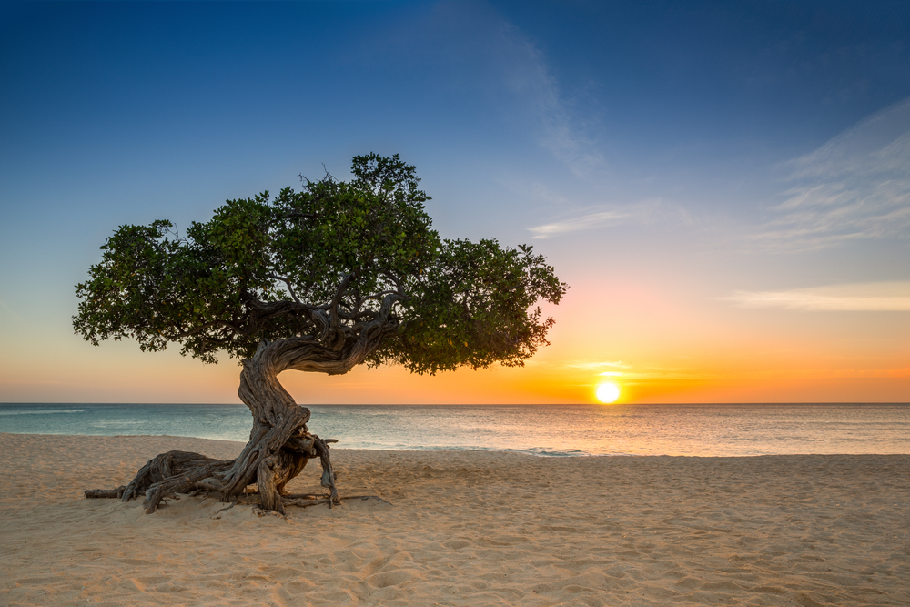 Best time to visit the Caribbean: A white sand beach with a windswept tree