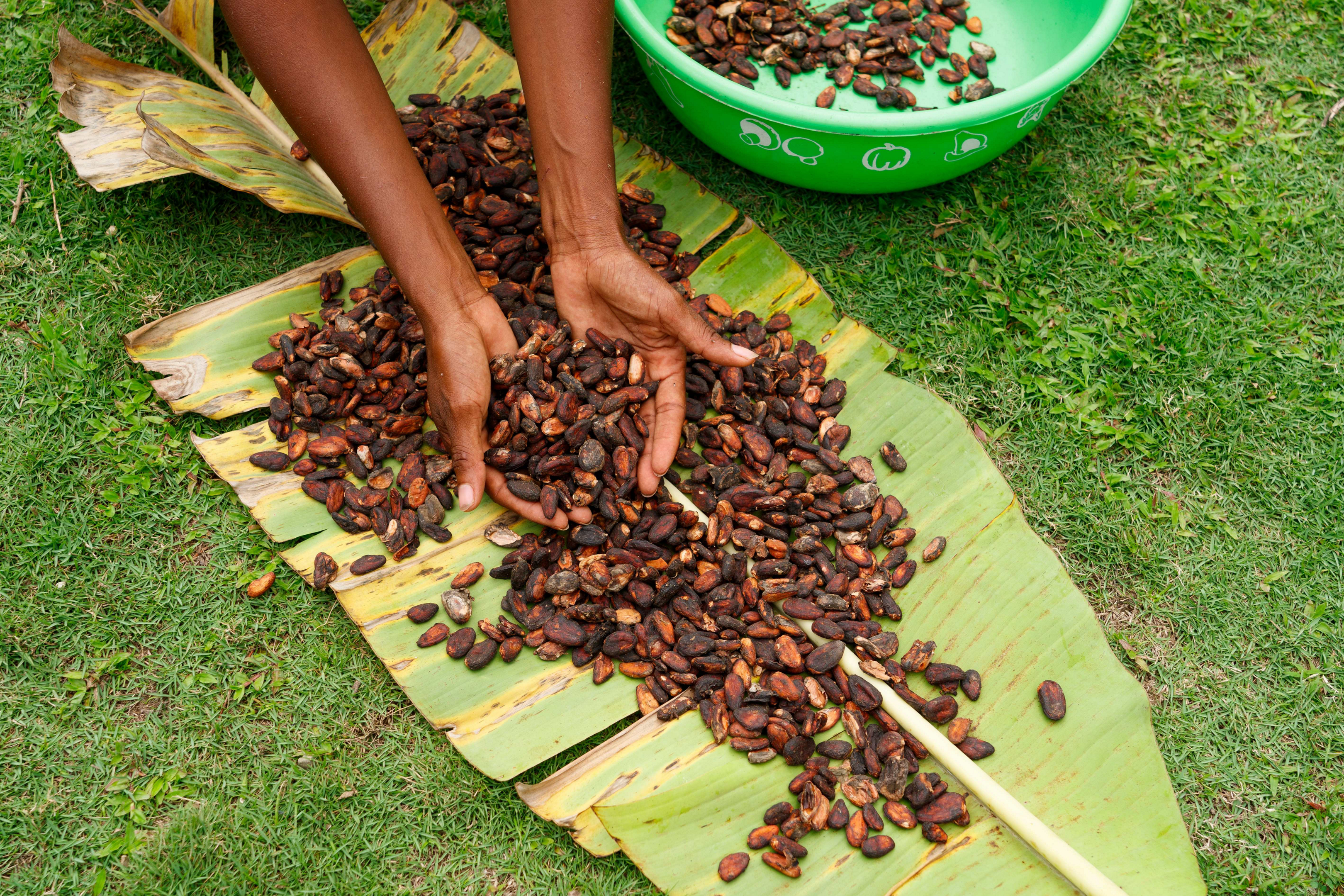 sendero del cacao republica dominicana