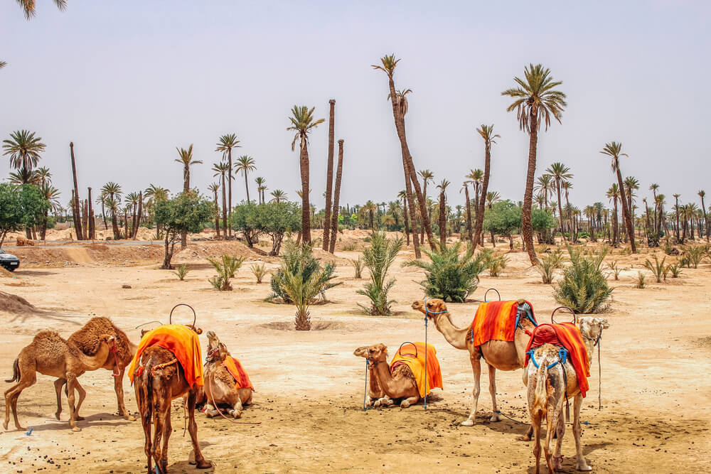 El Palmeral de Marrakech 