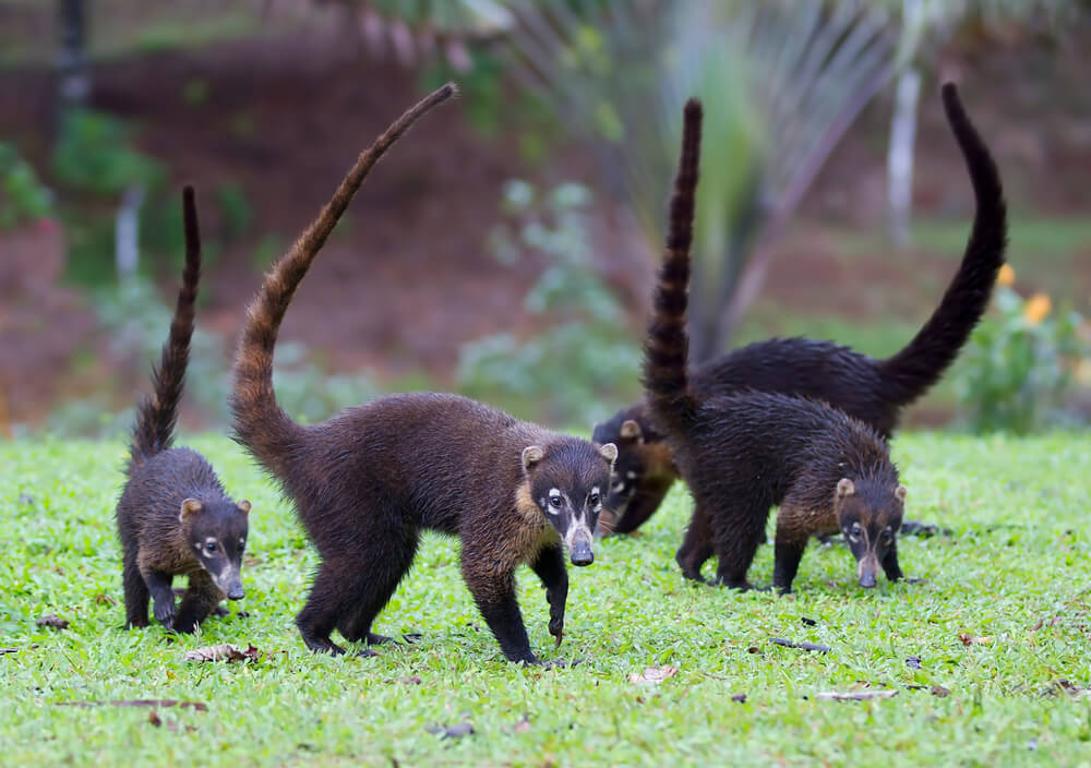 One of many wild Costa Rica animals is the coati.