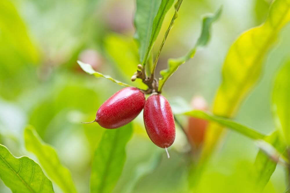 Miracle fruits: A green bush with red berries