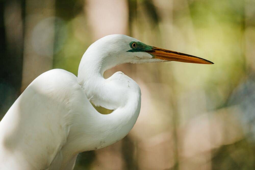 Dominican Republic wildlife tours are a great way to see native animals.