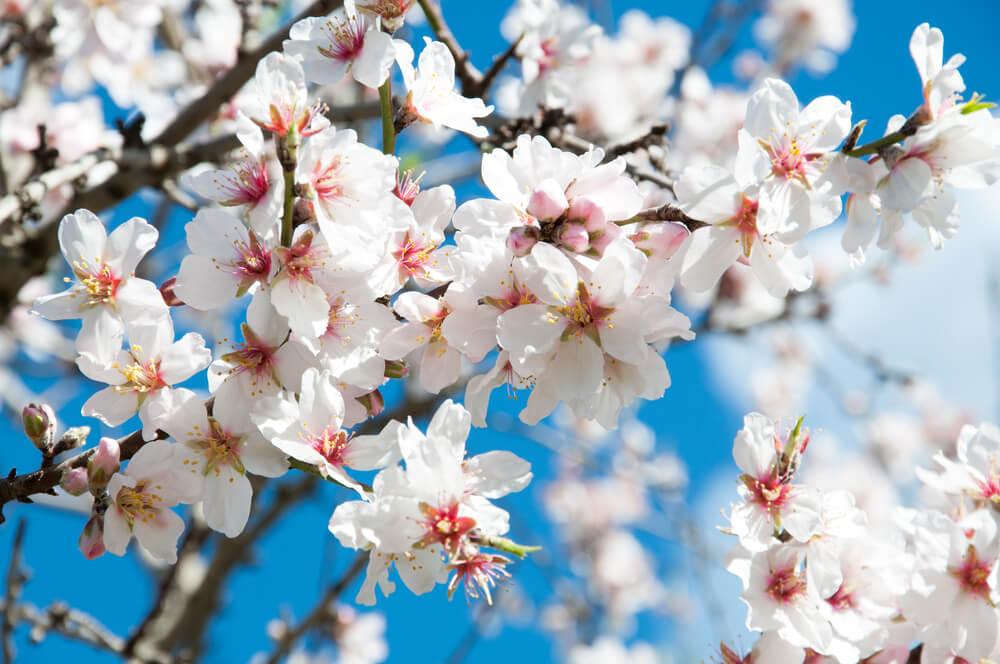 Mandelblüte Mallorca: Nahaufnahme von blühenden Zweigen