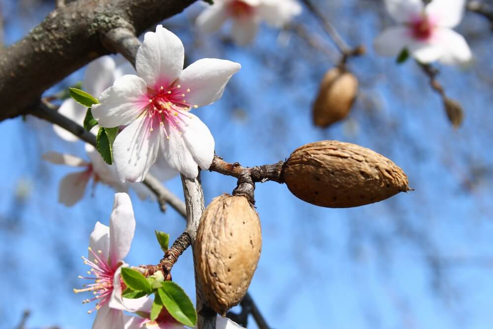 Mandelblüte Mallorca: Zweig mit Blüten und Mandeln.