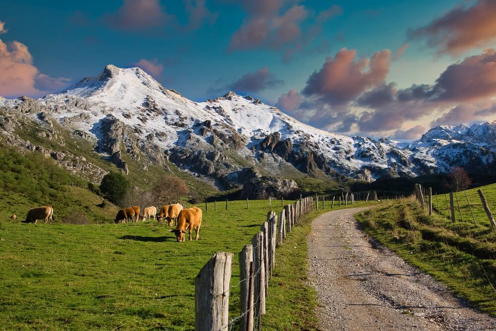 Northern Spain holidays: Snowy mountains and a dirt track lined by grass and cows