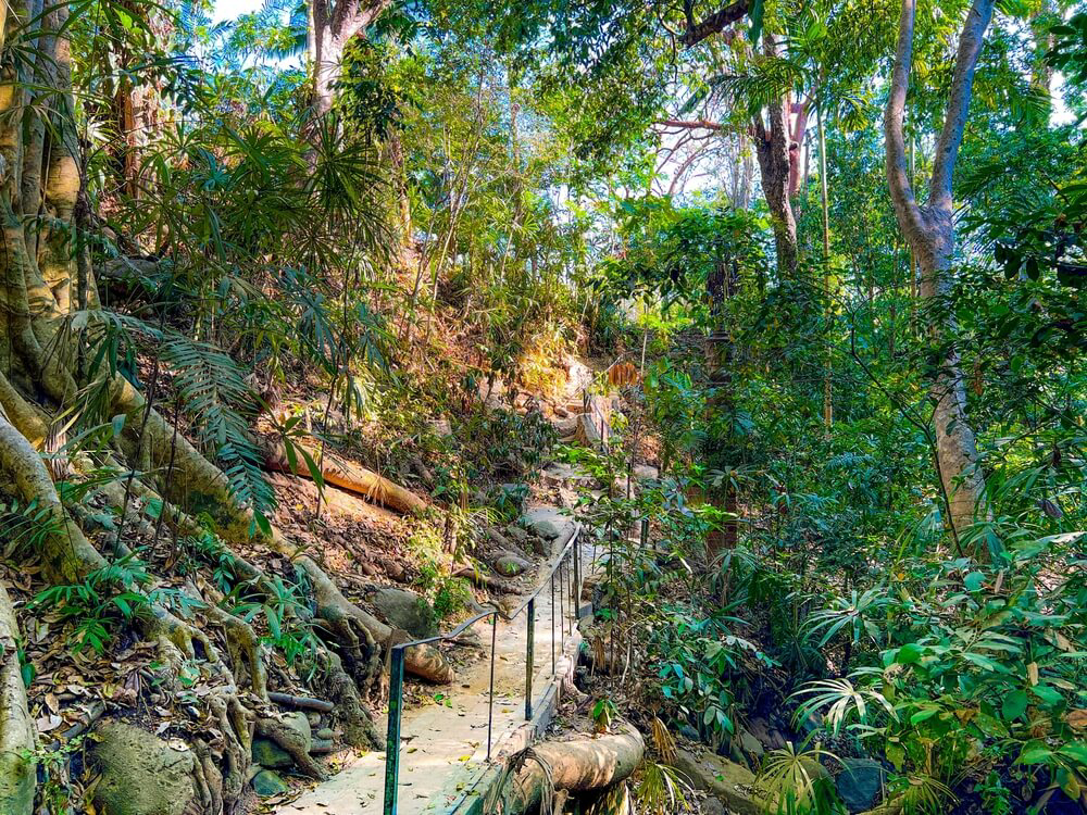 Things to do in Puerto Vallarta: Explore the Vallarta Botanical Garden