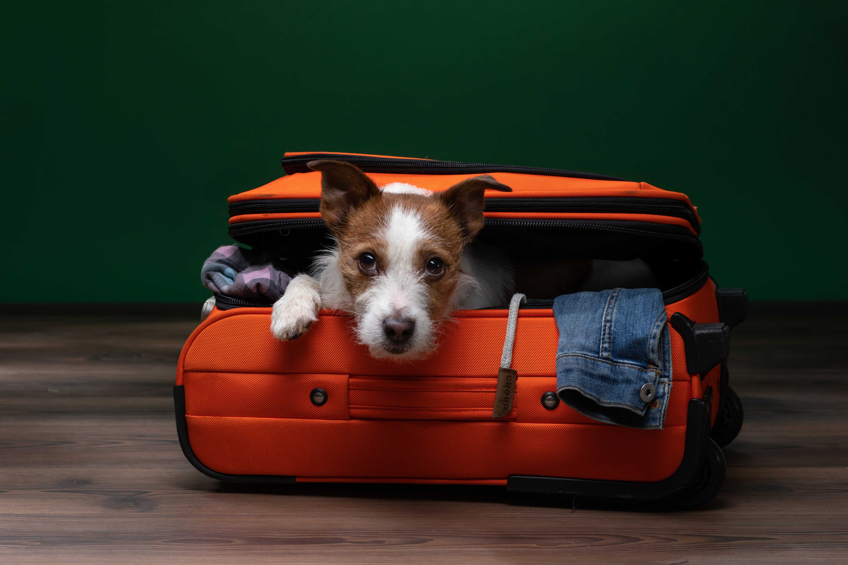 hoteles que admiten perros