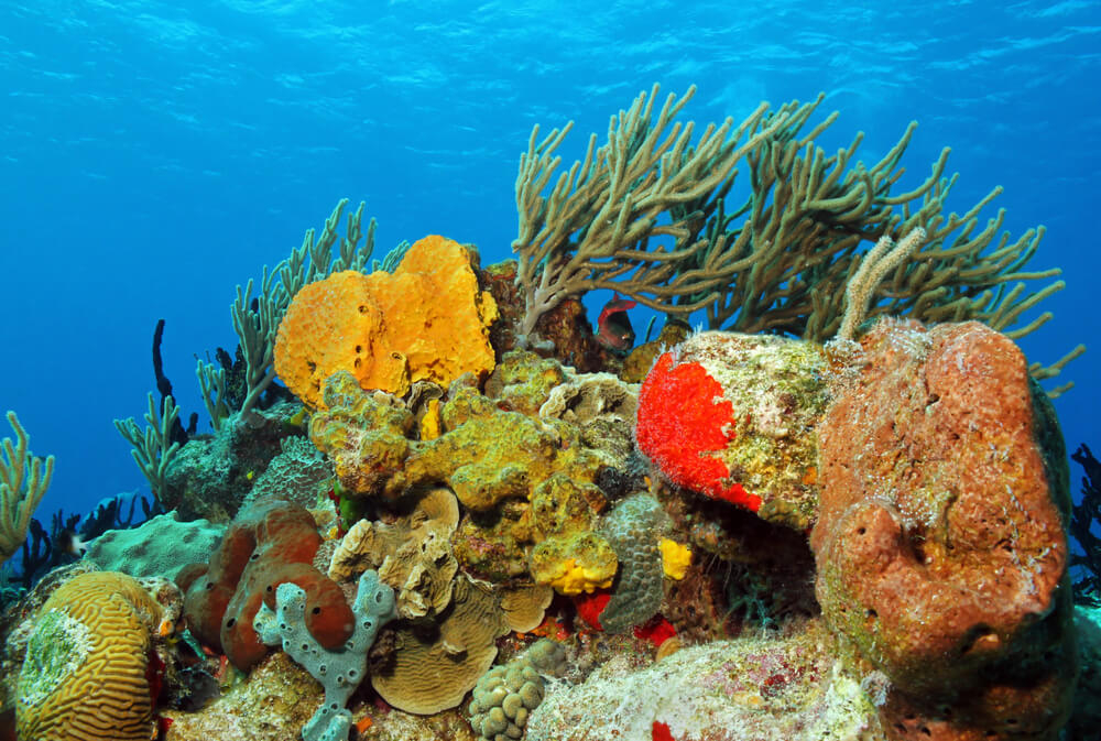 Schutz der Weltmeere: bedrohtes Korallenriff vor Isla Cozumel, Mexiko.