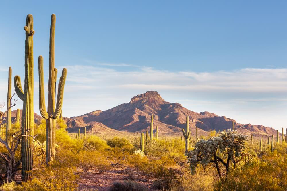 Wüstentour in Mexiko: Trockenvegetation und Berge in der Baja-California-Wüste.