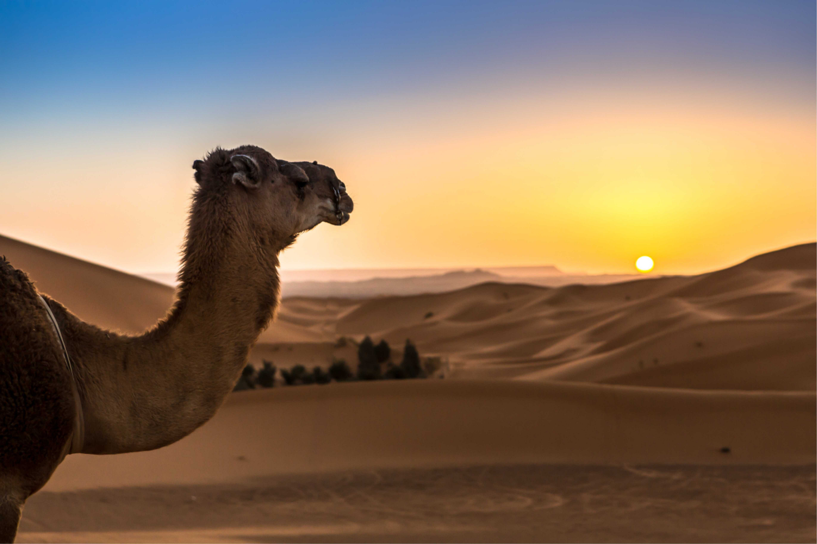 Wüstensafaris: Kamel in Sanddünen bei Sonnenaufgang.